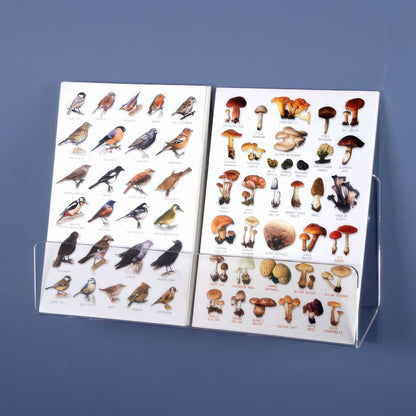 Clear Acrylic Wall Mounted Card Shelf, 12" Wide 
